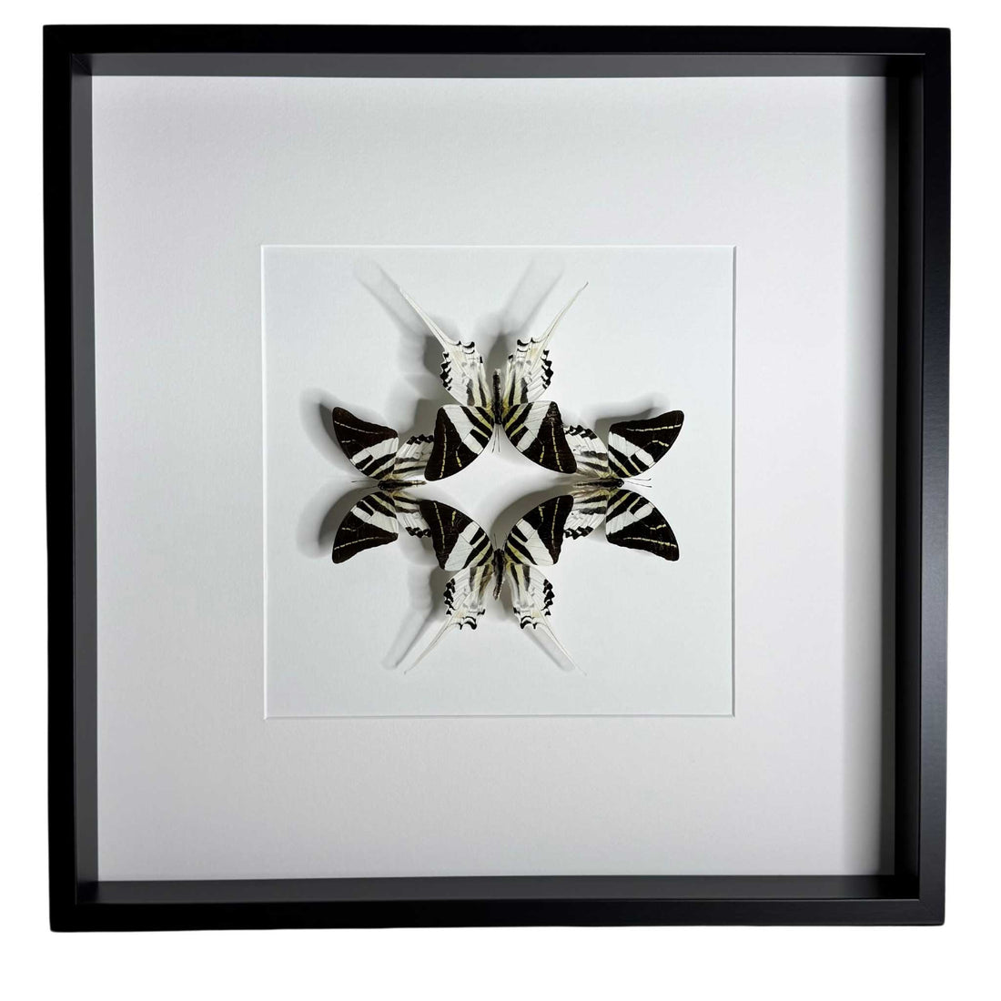 Spectrum of nature - Graphium Androcles - Zwaardstaartvlinder - 50 x 50cm