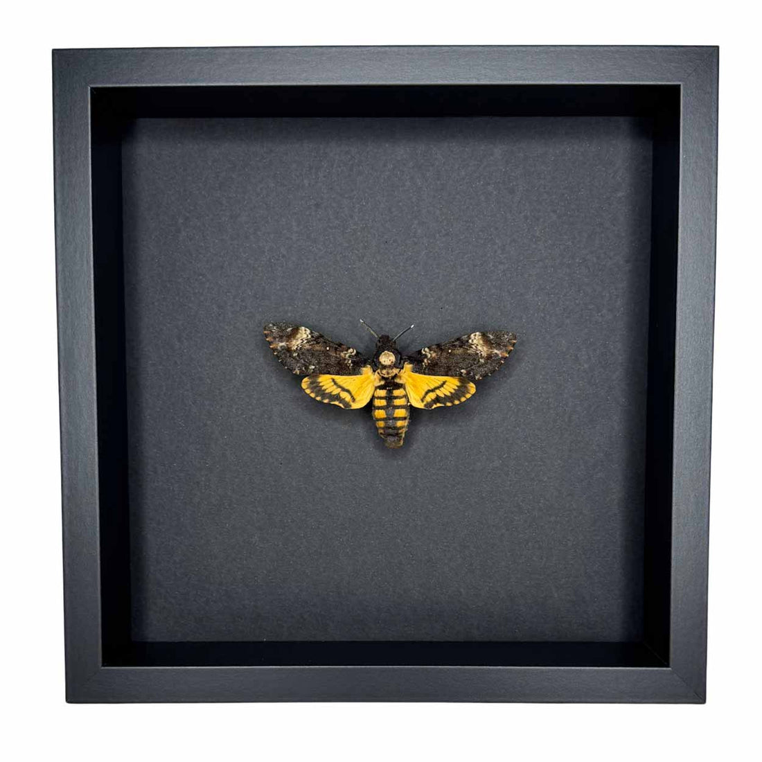 Acherontia Atropos – Death's-head Hawk Moth - 25 x 25cm