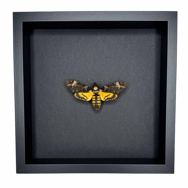 Acherontia Atropos – Death's-head Hawk Moth - 25 x 25cm