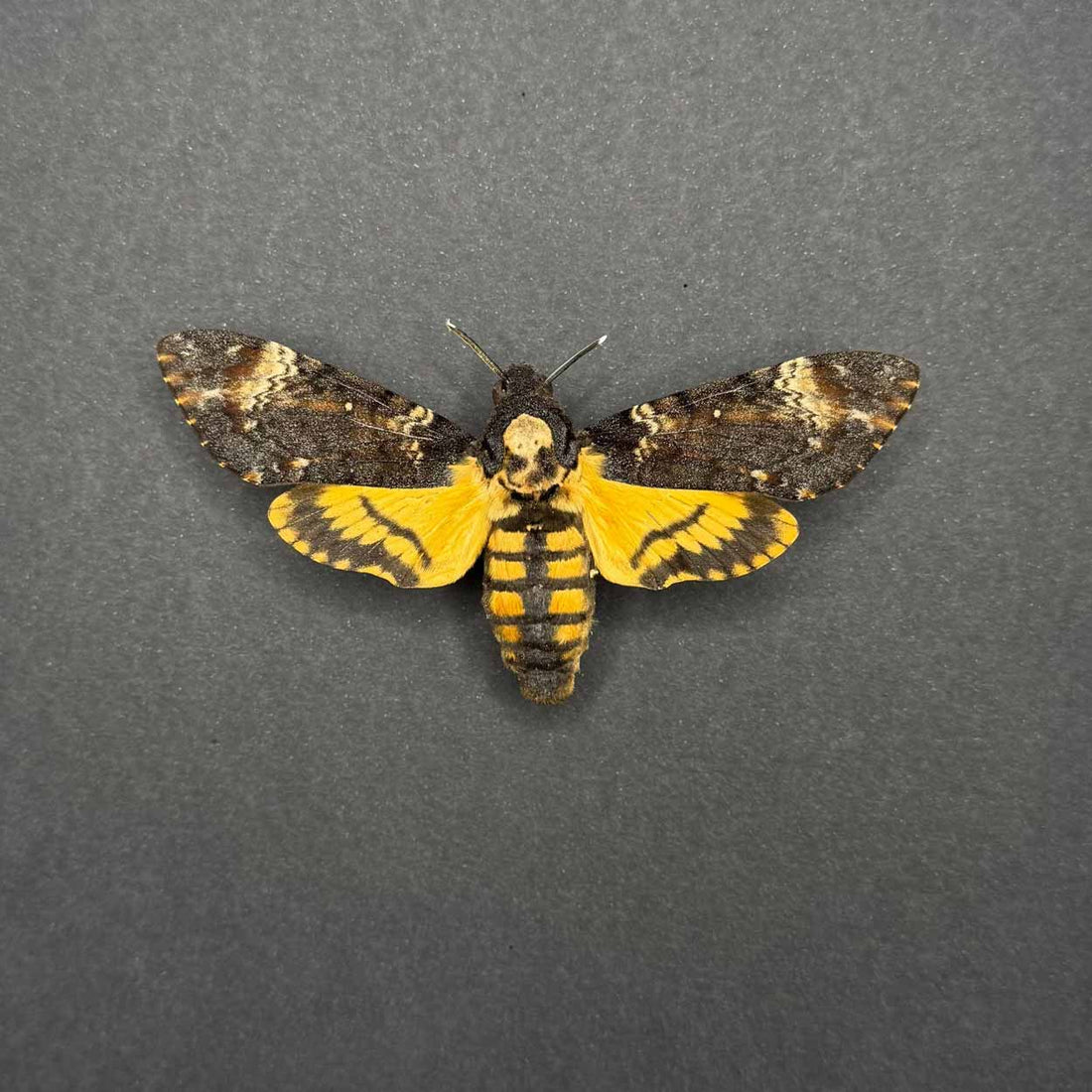 Acherontia Atropos – Death's-head Hawk Moth - 25 x 25cm