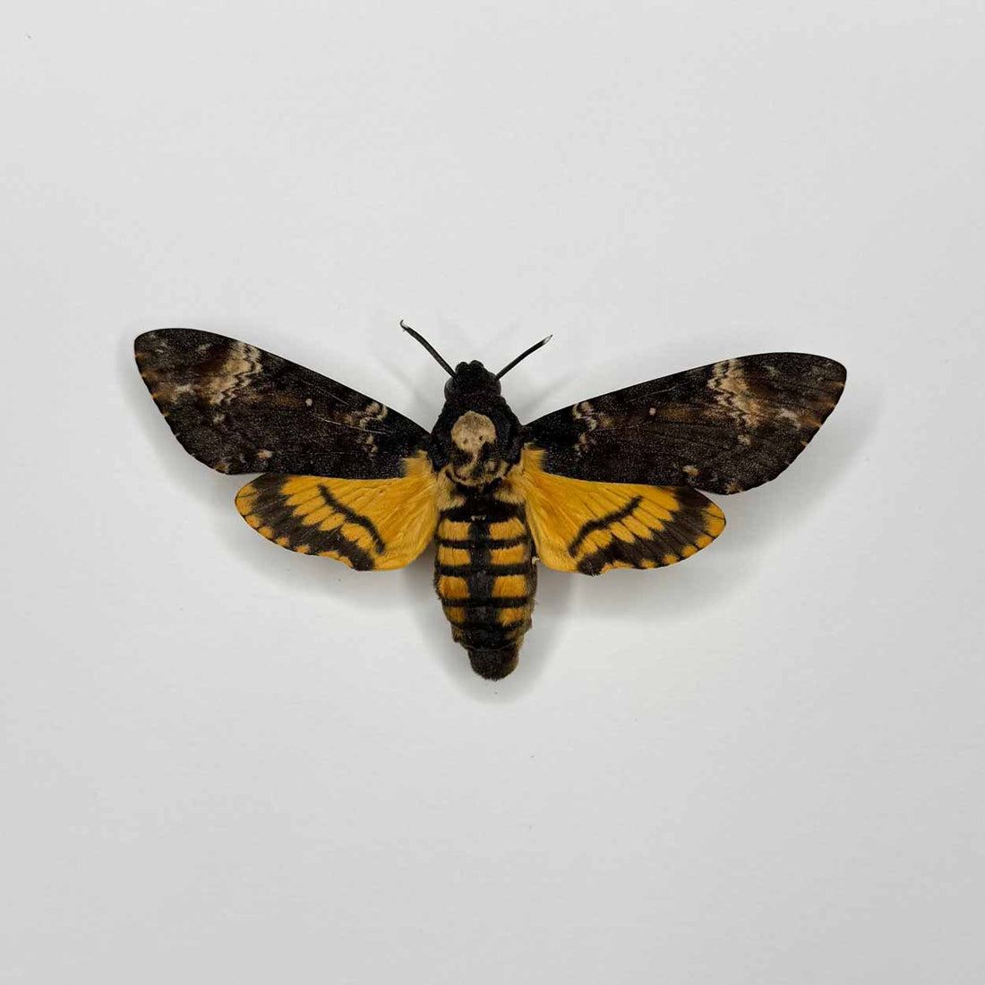 Acherontia Atropos – Death's-head Hawk Moth - 25 x 25cm