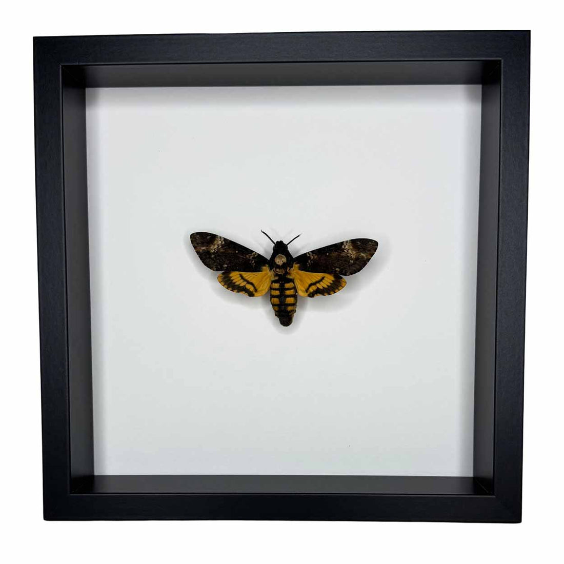 Acherontia Atropos – Death's-head Hawk Moth - 25 x 25cm