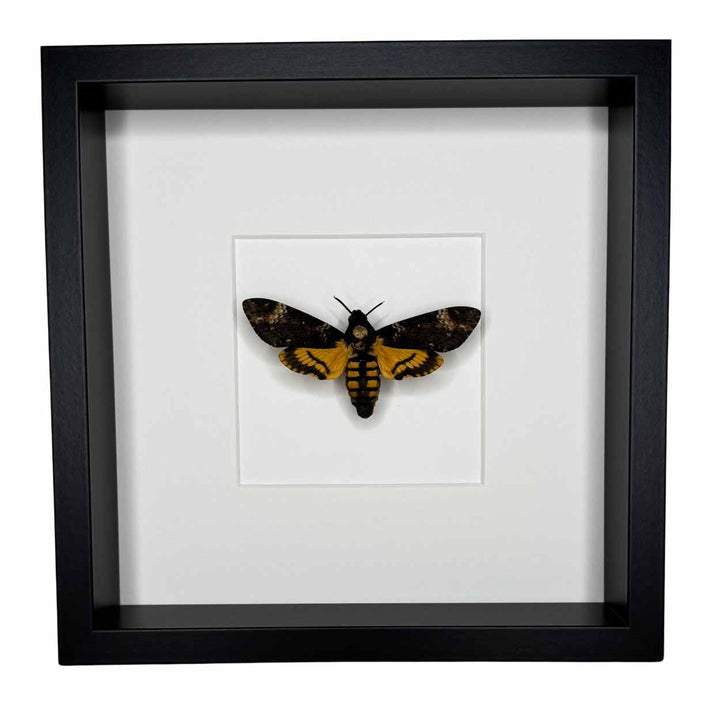 Acherontia Atropos – Death's-head Hawk Moth - 25 x 25cm