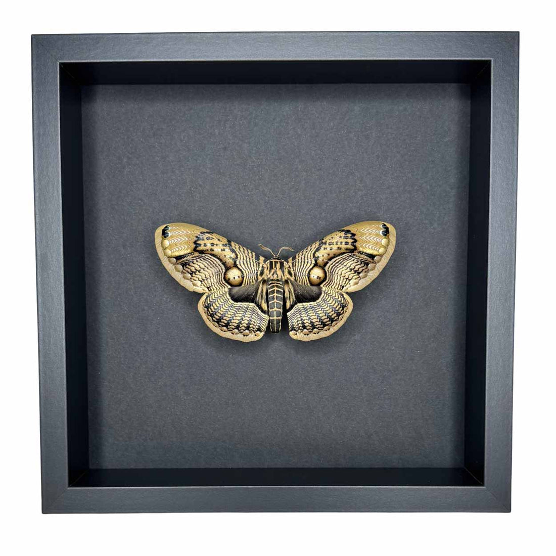 Brahmaea Wallichii - Owl Moth - 25 x 25cm