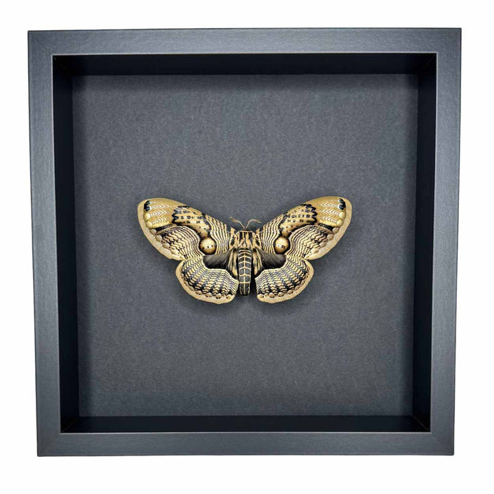 Brahmaea Wallichii - Owl Moth - 25 x 25cm
