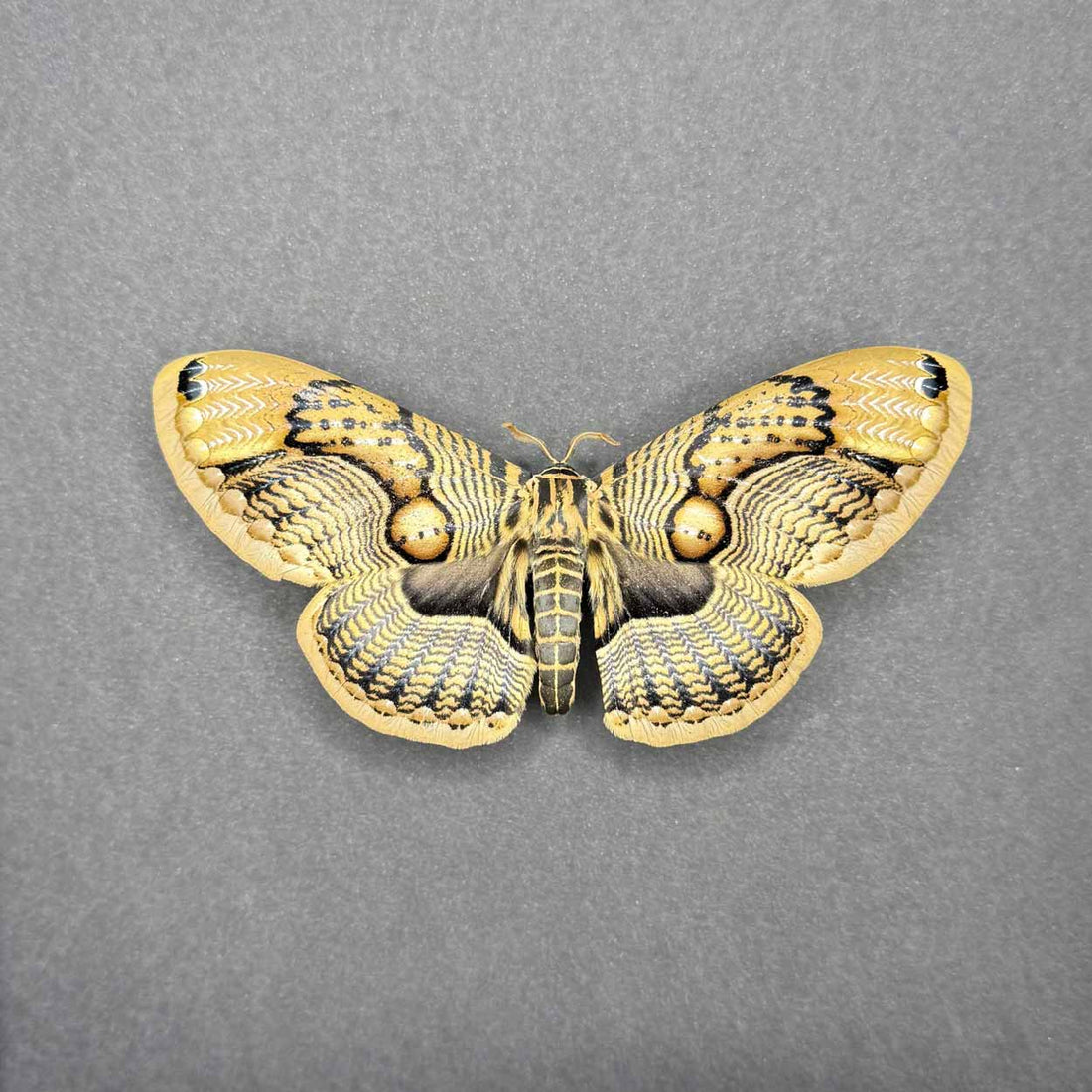 Brahmaea Wallichii - Owl Moth - 25 x 25cm