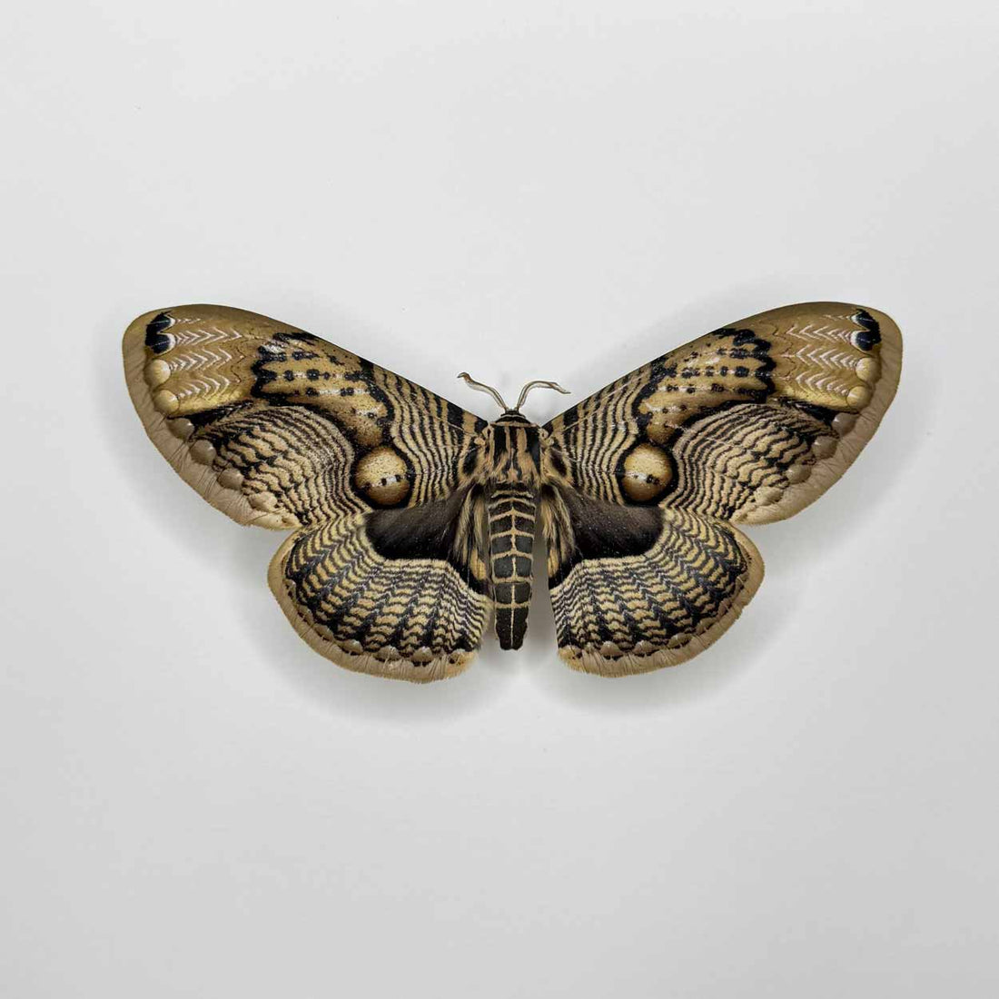 Brahmaea Wallichii - Owl Moth - 25 x 25cm