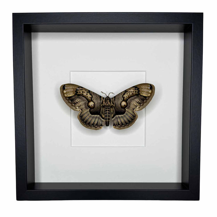 Brahmaea Wallichii - Owl Moth - 25 x 25cm