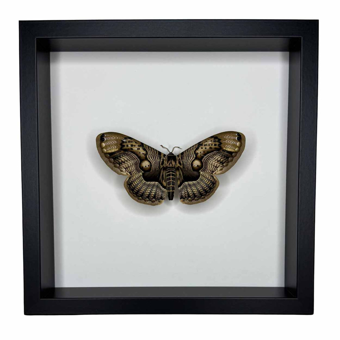 Brahmaea Wallichii - Owl Moth - 25 x 25cm