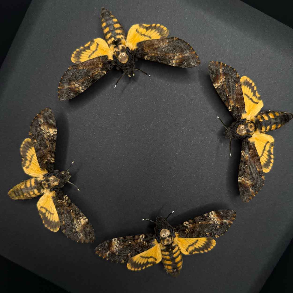 Circle of Shadows - Acherontia atropos - Death’s-head hawkmoth - 25 x 25cm