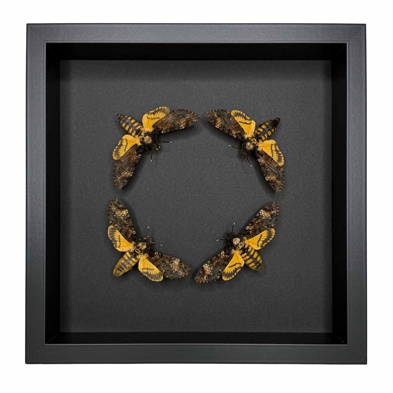 Circle of Shadows - Acherontia atropos - Death’s-head hawkmoth - 25 x 25cm