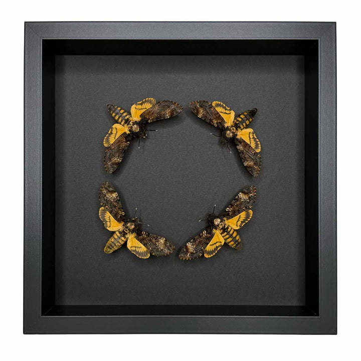 Circle of Shadows - Acherontia atropos - Death’s-head hawkmoth - 25 x 25cm