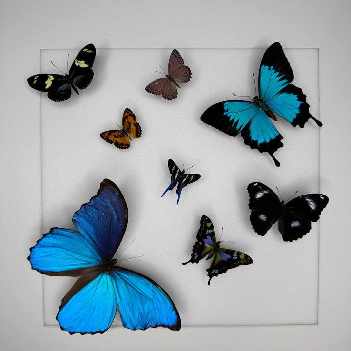 Heavenly wings - 50 x 50cm
