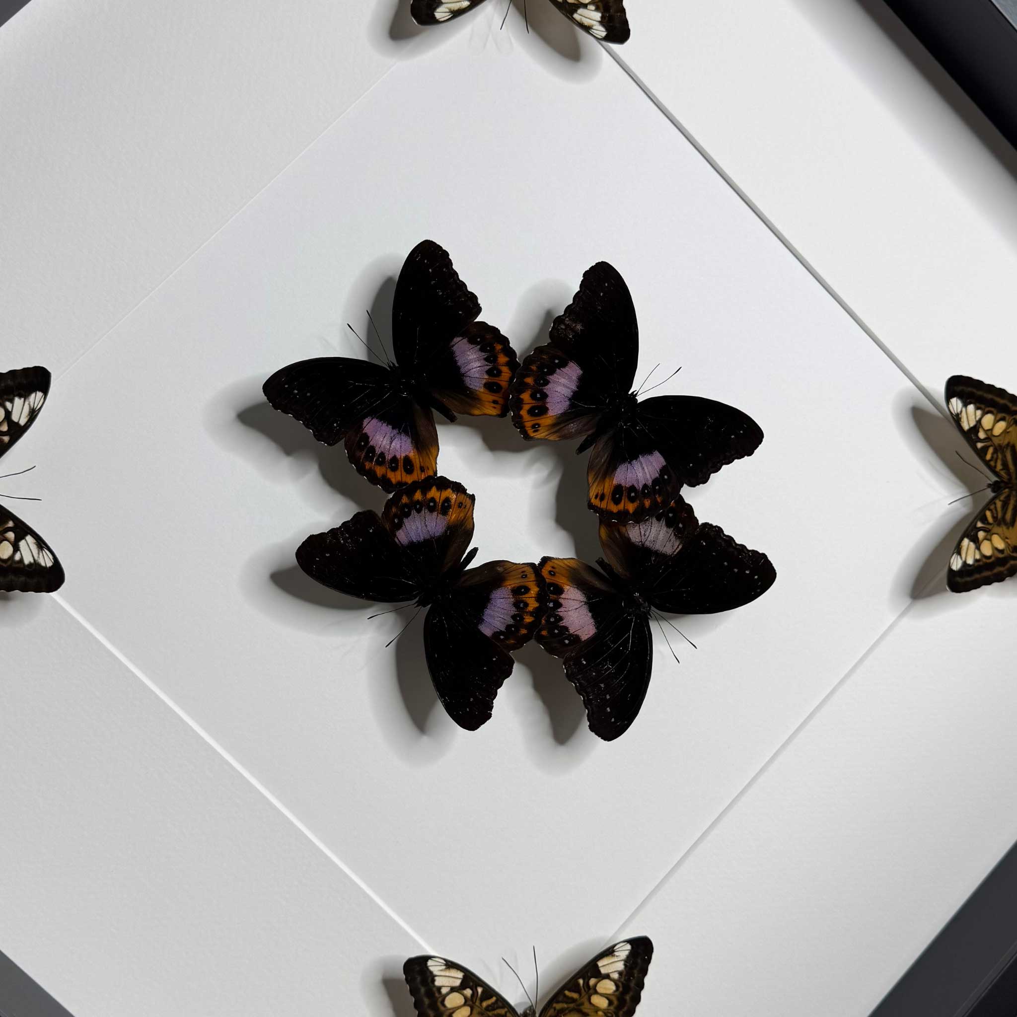 Harmony in Flight - Hypolimnas pandarus - Parthenos sylvia - 50 x 50cm