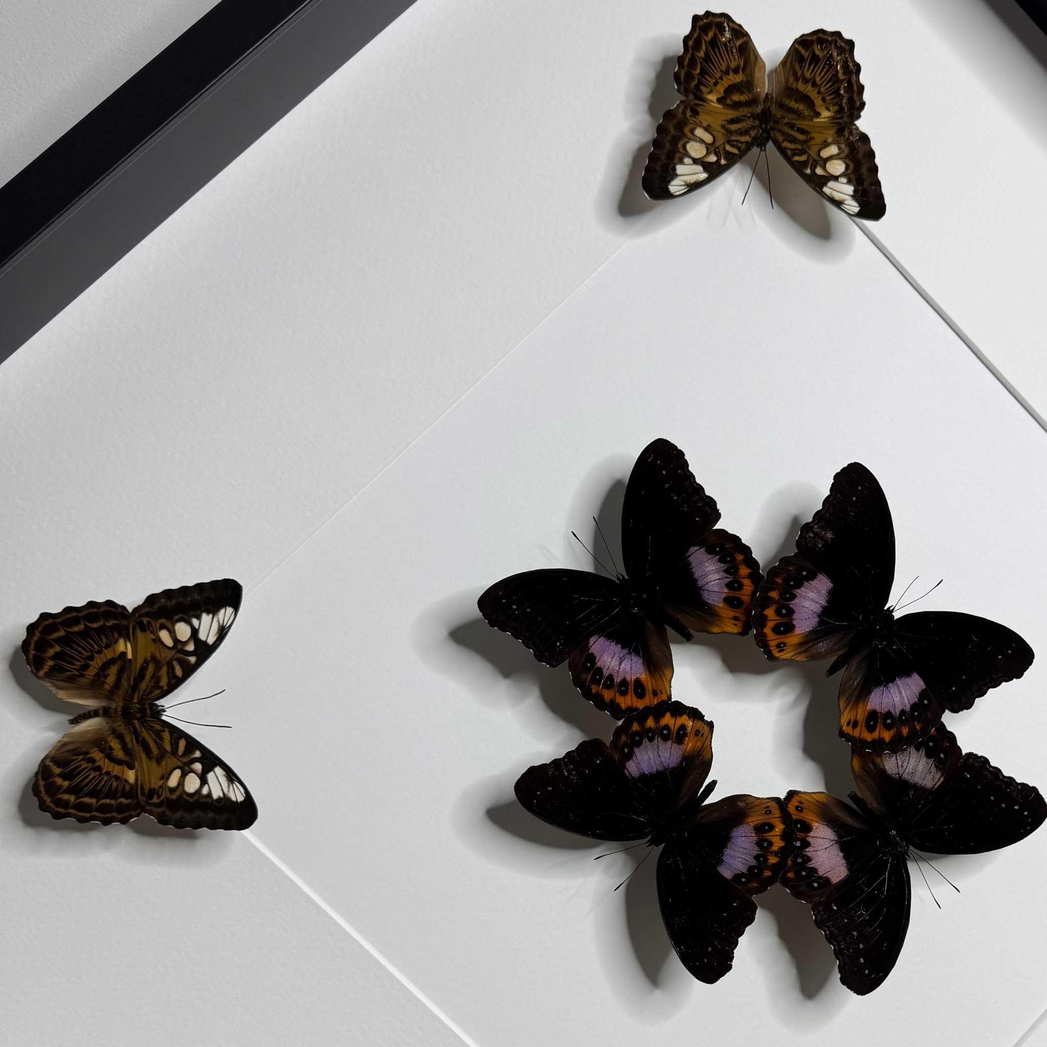 Harmony in Flight - Hypolimnas pandarus - Parthenos sylvia - 50 x 50cm