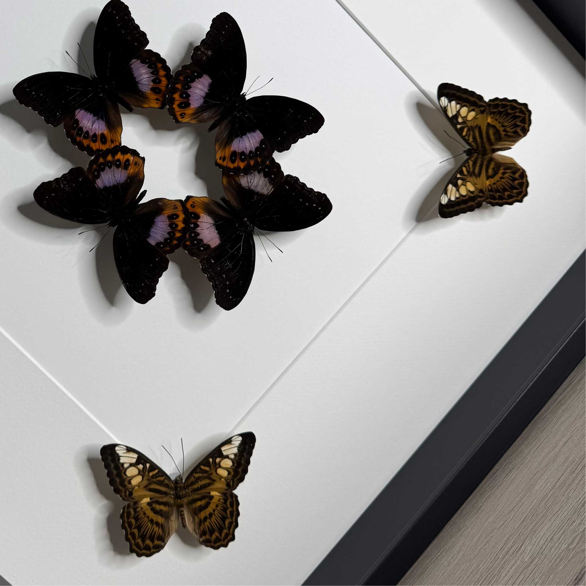 Harmony in Flight - Hypolimnas pandarus - Parthenos sylvia - 50 x 50cm