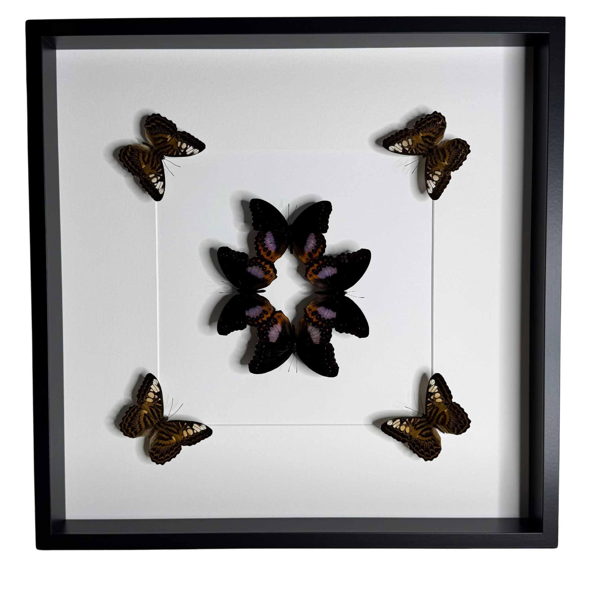 Harmony in Flight - Hypolimnas pandarus - Parthenos sylvia - 50 x 50cm