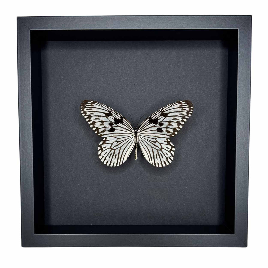Idea Leuconoe - Paper Kite Butterfly - Rice Paper Butterfly - 25 x 25cm
