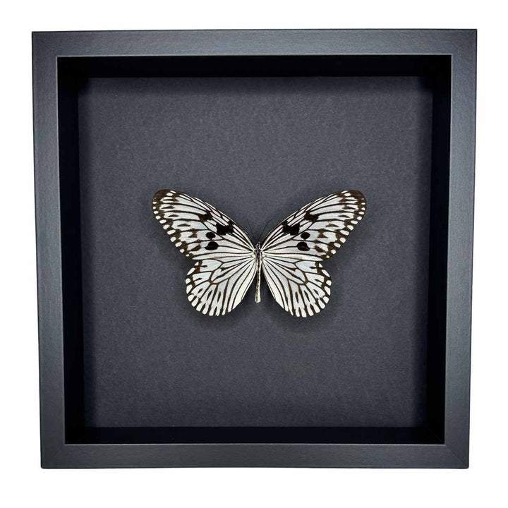 Idea Leuconoe - Paper Kite Butterfly - Rice Paper Butterfly - 25 x 25cm