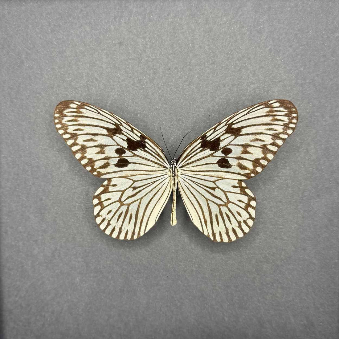 Idea Leuconoe - Paper Kite Butterfly - Rice Paper Butterfly - 25 x 25cm