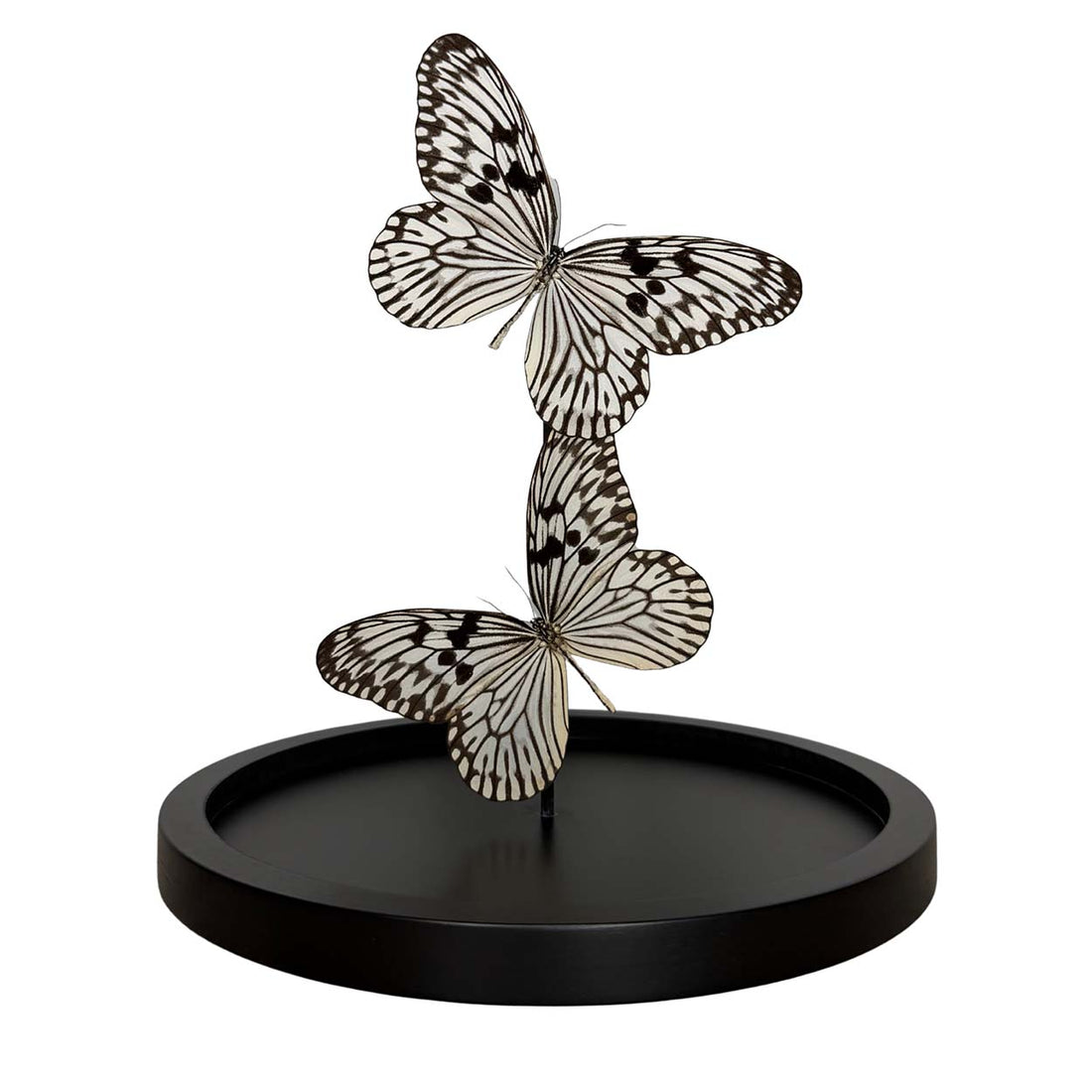 Whispers of Light - Idea leuconoe - Paper kite butterfly - Rice paper butterfly - 29,5 x 23cm