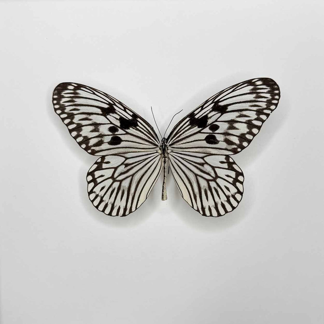 Idea Leuconoe - Paper Kite Butterfly - Rice Paper Butterfly - 25 x 25cm