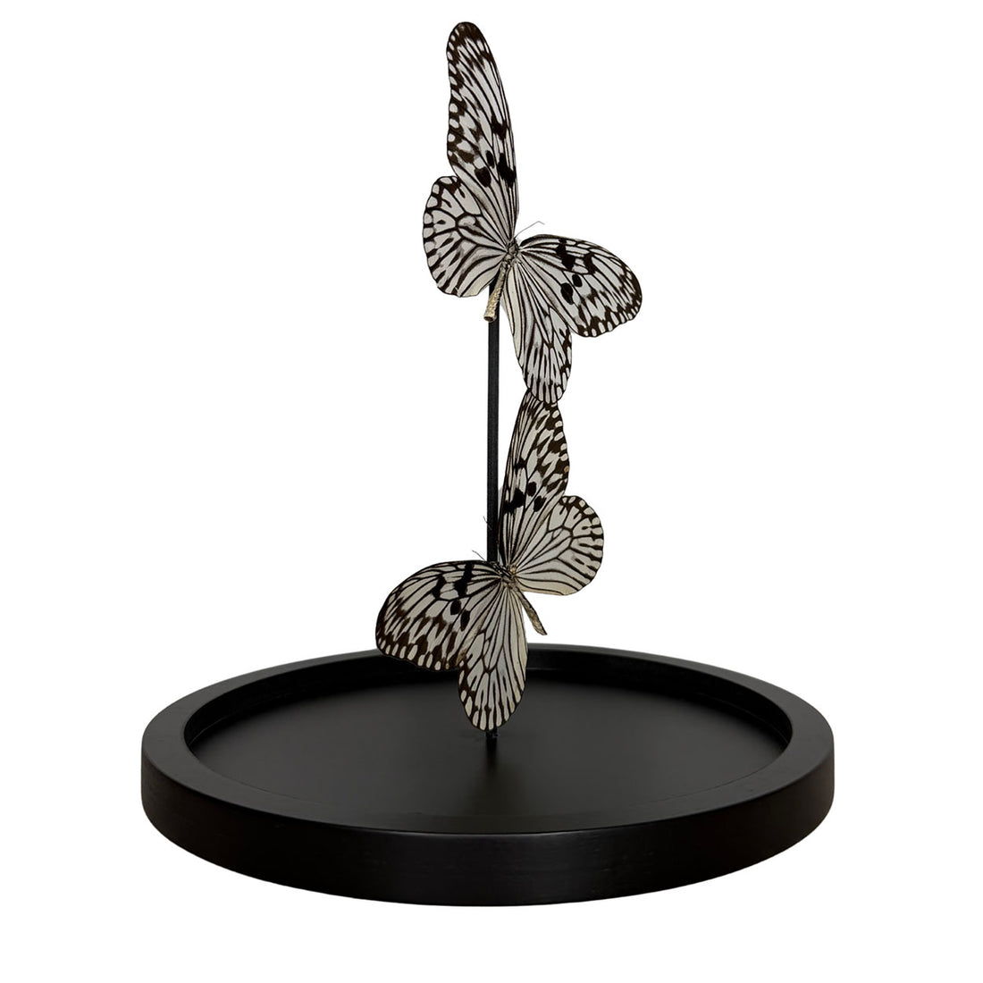 Whispers of Light - Idea leuconoe - Paper kite butterfly - Rice paper butterfly - 29,5 x 23cm