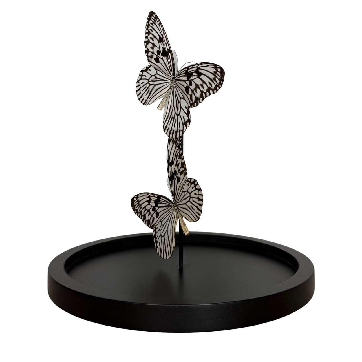 Whispers of Light - Idea leuconoe - Paper kite butterfly - Rice paper butterfly - 29,5 x 23cm