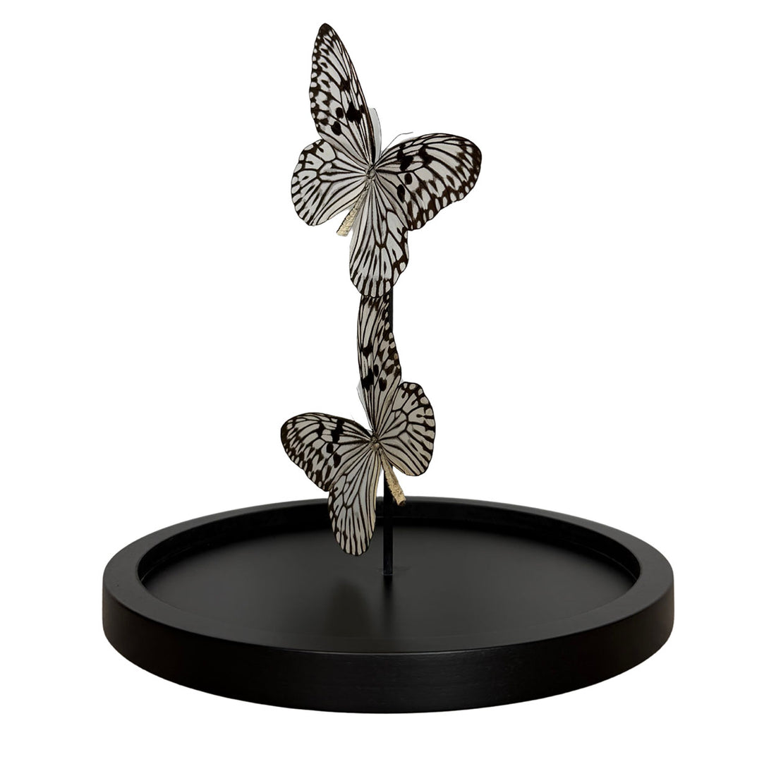 Whispers of Light - Idea leuconoe - Paper kite butterfly - Rice paper butterfly - 29,5 x 23cm