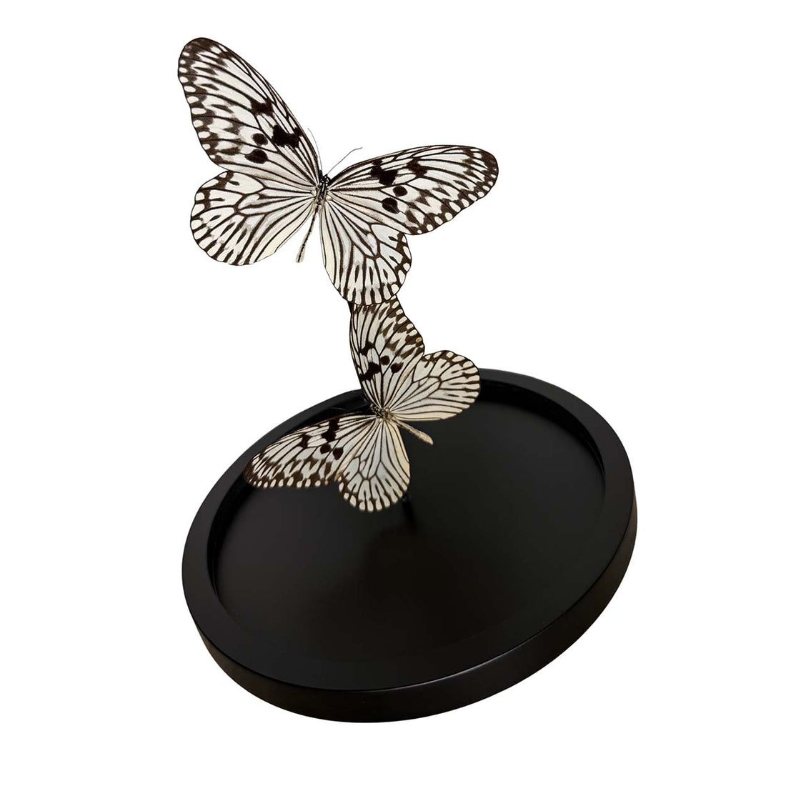 Whispers of Light - Idea leuconoe - Paper kite butterfly - Rice paper butterfly - 29,5 x 23cm