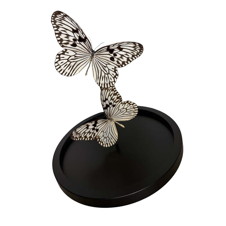 Whispers of Light - Idea leuconoe - Paper kite butterfly - Rice paper butterfly - 29,5 x 23cm