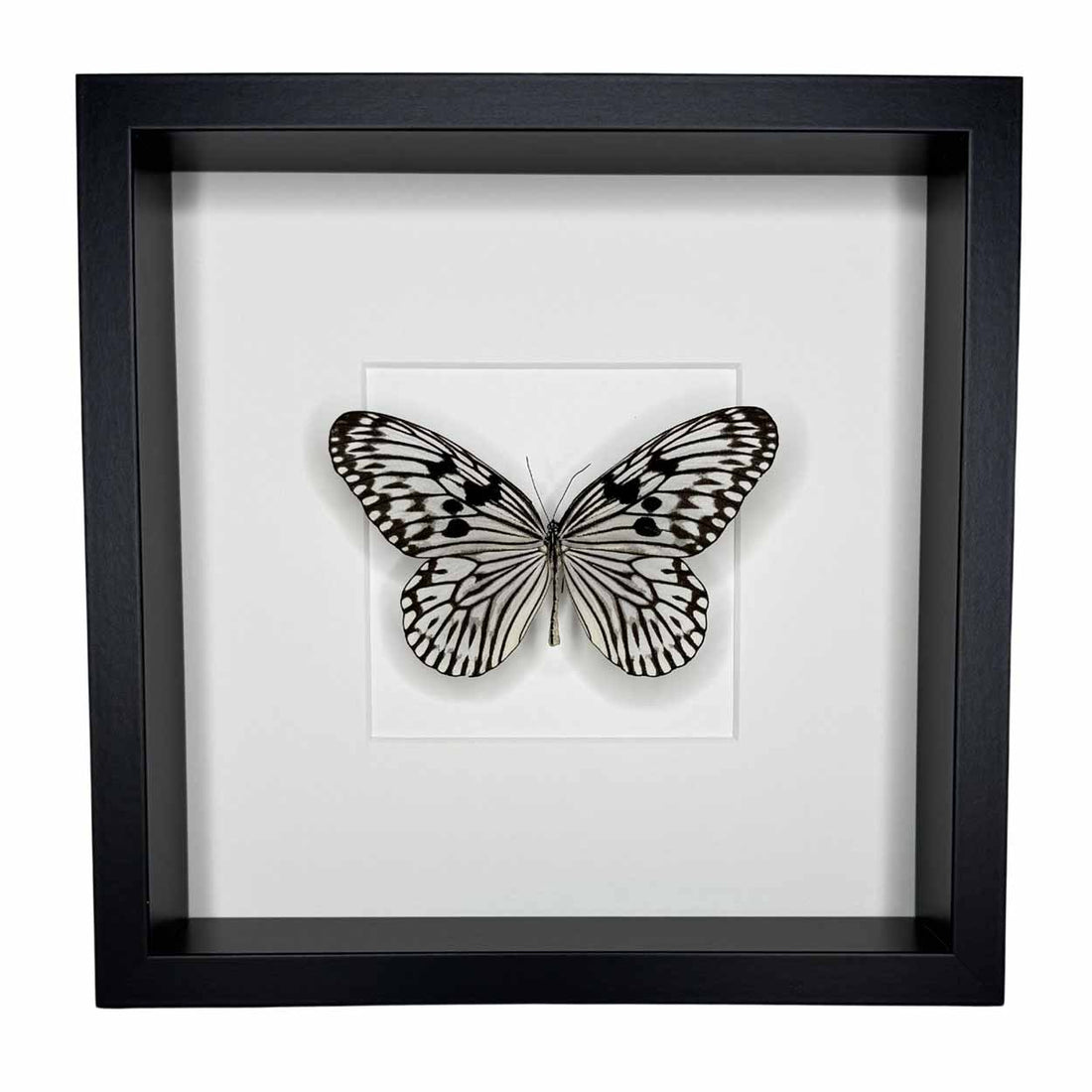 Idea Leuconoe - Paper Kite Butterfly - Rice Paper Butterfly - 25 x 25cm