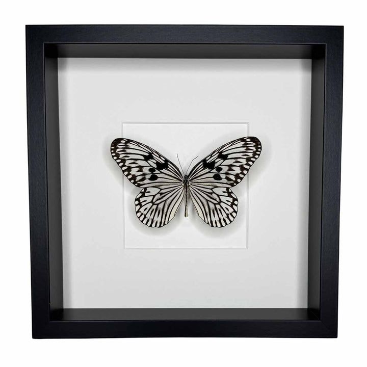 Idea Leuconoe - Paper Kite Butterfly - Rice Paper Butterfly - 25 x 25cm
