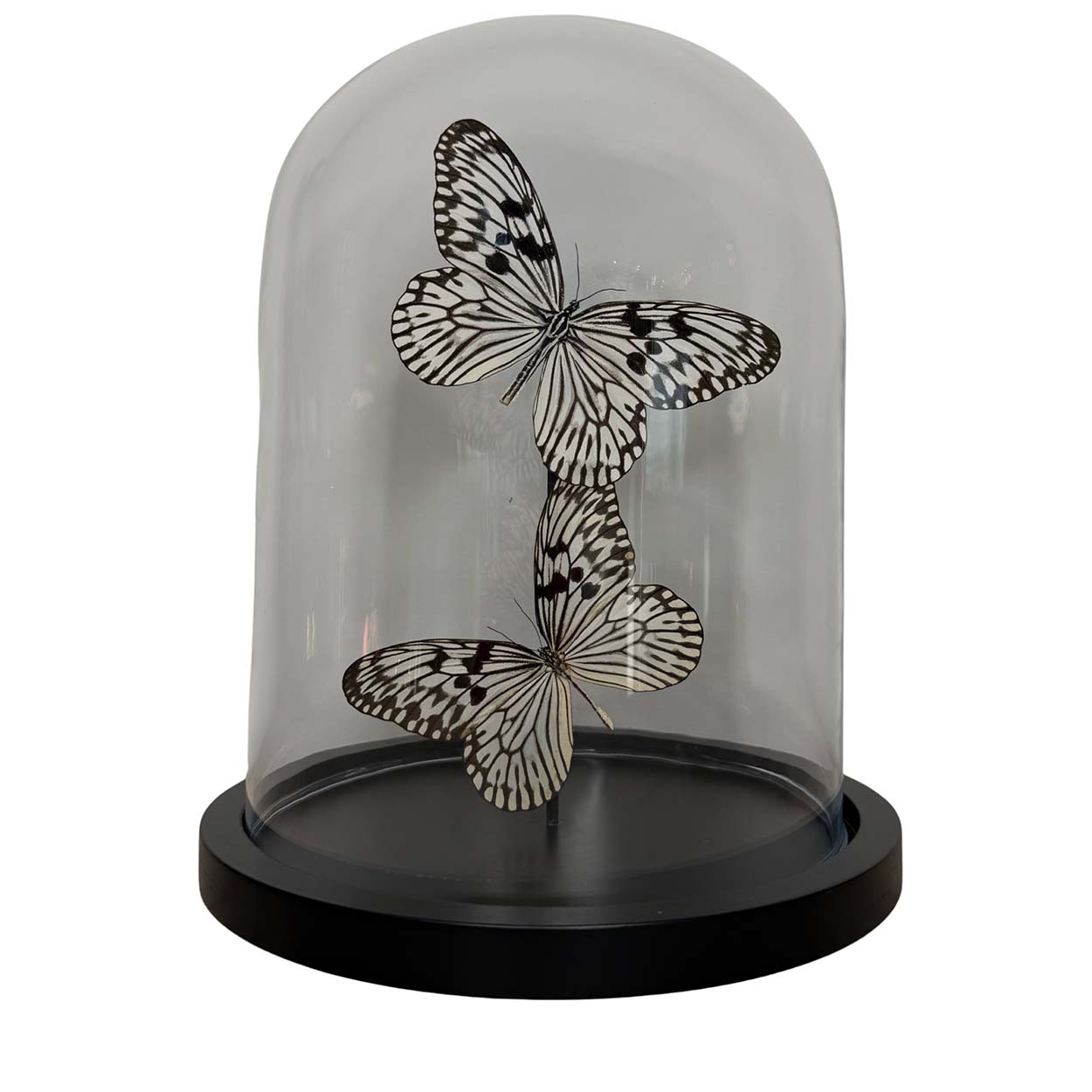 Whispers of Light - Idea leuconoe - Paper kite butterfly - Rice paper butterfly - 29,5 x 23cm
