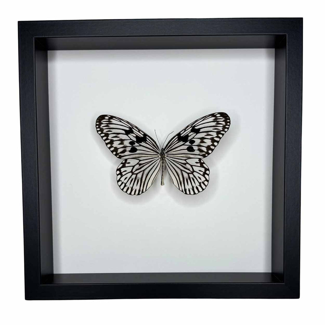 Idea Leuconoe - Paper Kite Butterfly - Rice Paper Butterfly - 25 x 25cm