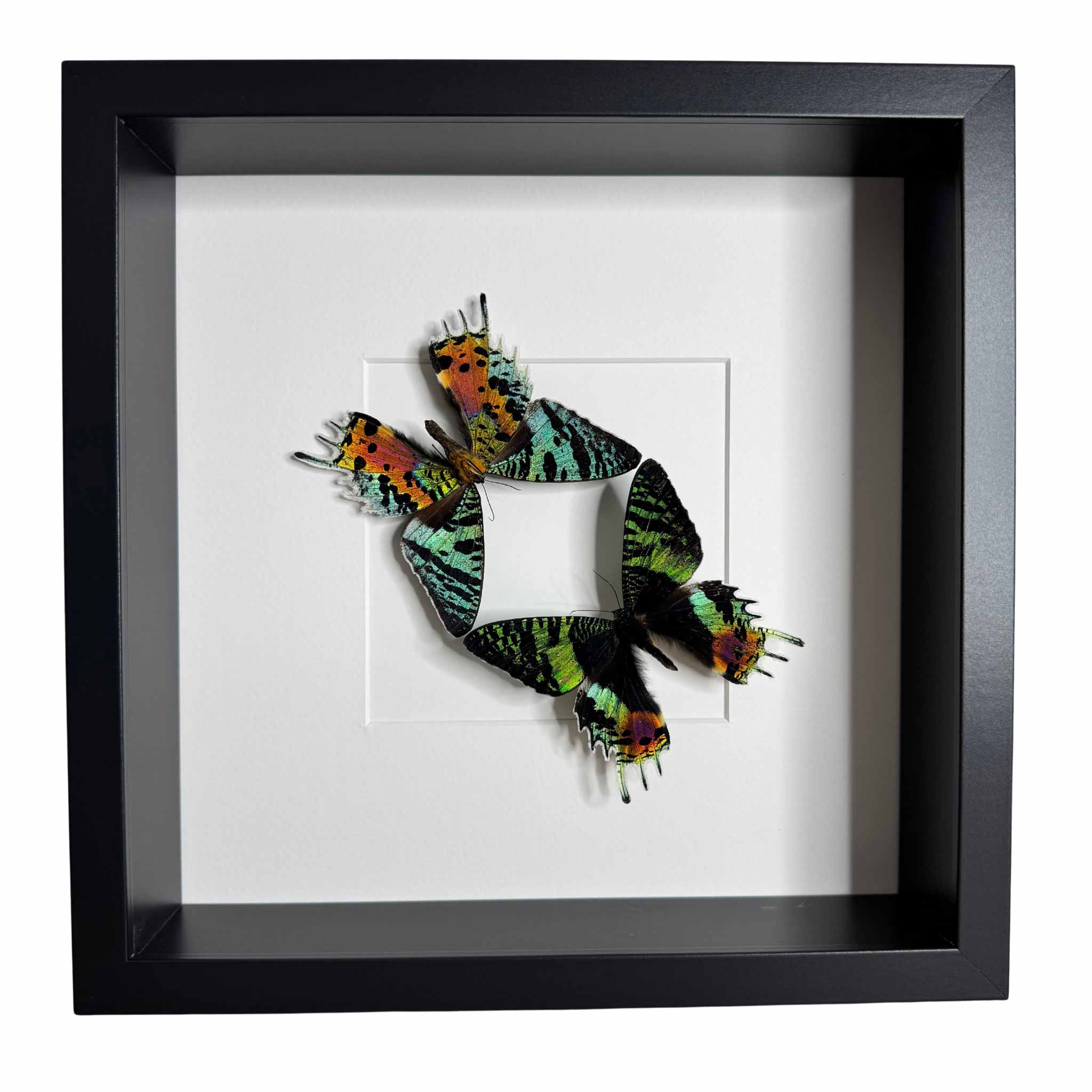 Iridescent Majesty - Urania ripheus - 25 x 25cm