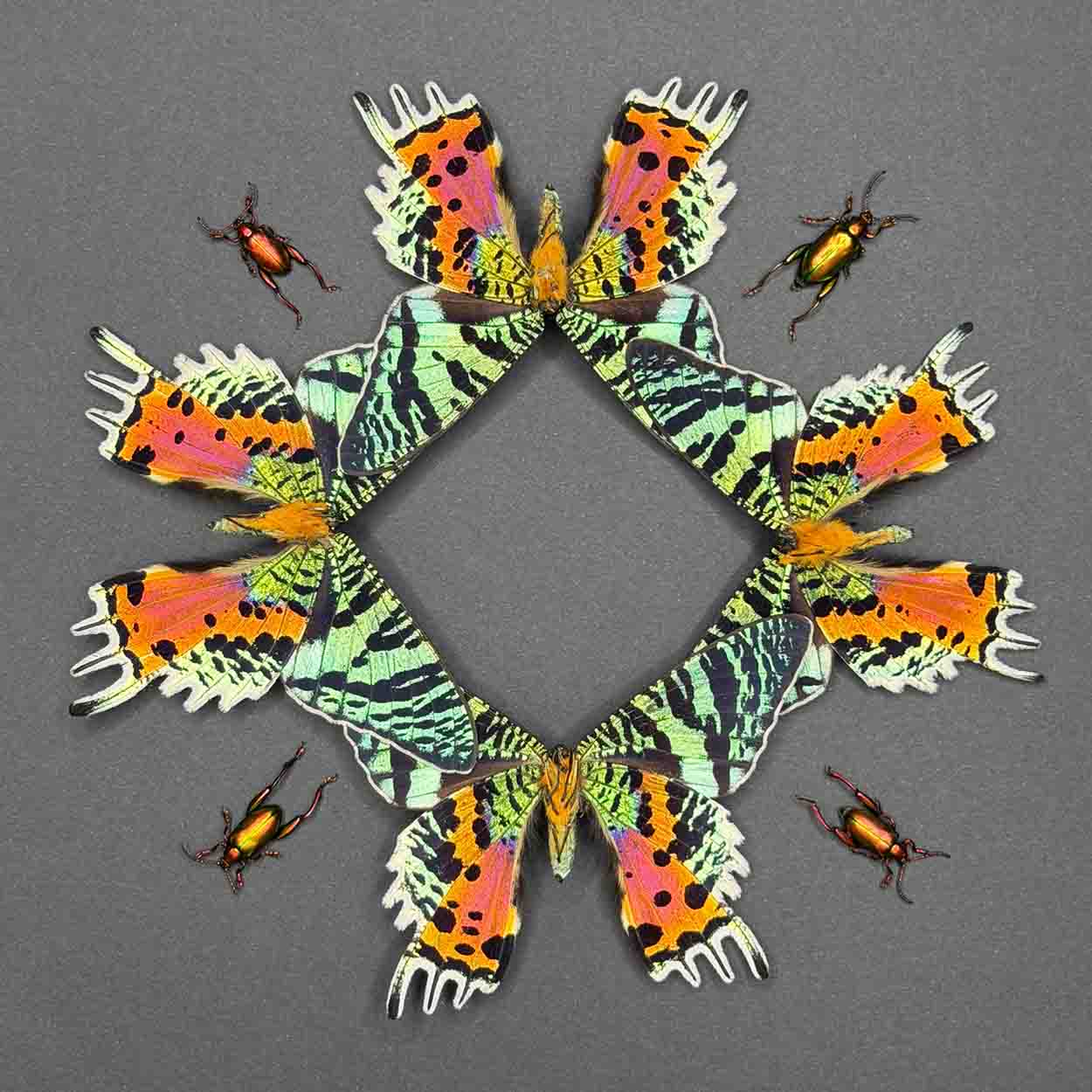 Iridescent Fusion - Urania ripheus - Sagra longicollis - 25 x 25cm