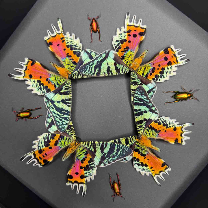 Iridescent Fusion - Urania ripheus - Sagra longicollis - 25 x 25cm