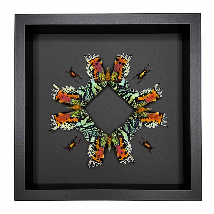 Iridescent Fusion - Urania ripheus - Sagra longicollis - 25 x 25cm