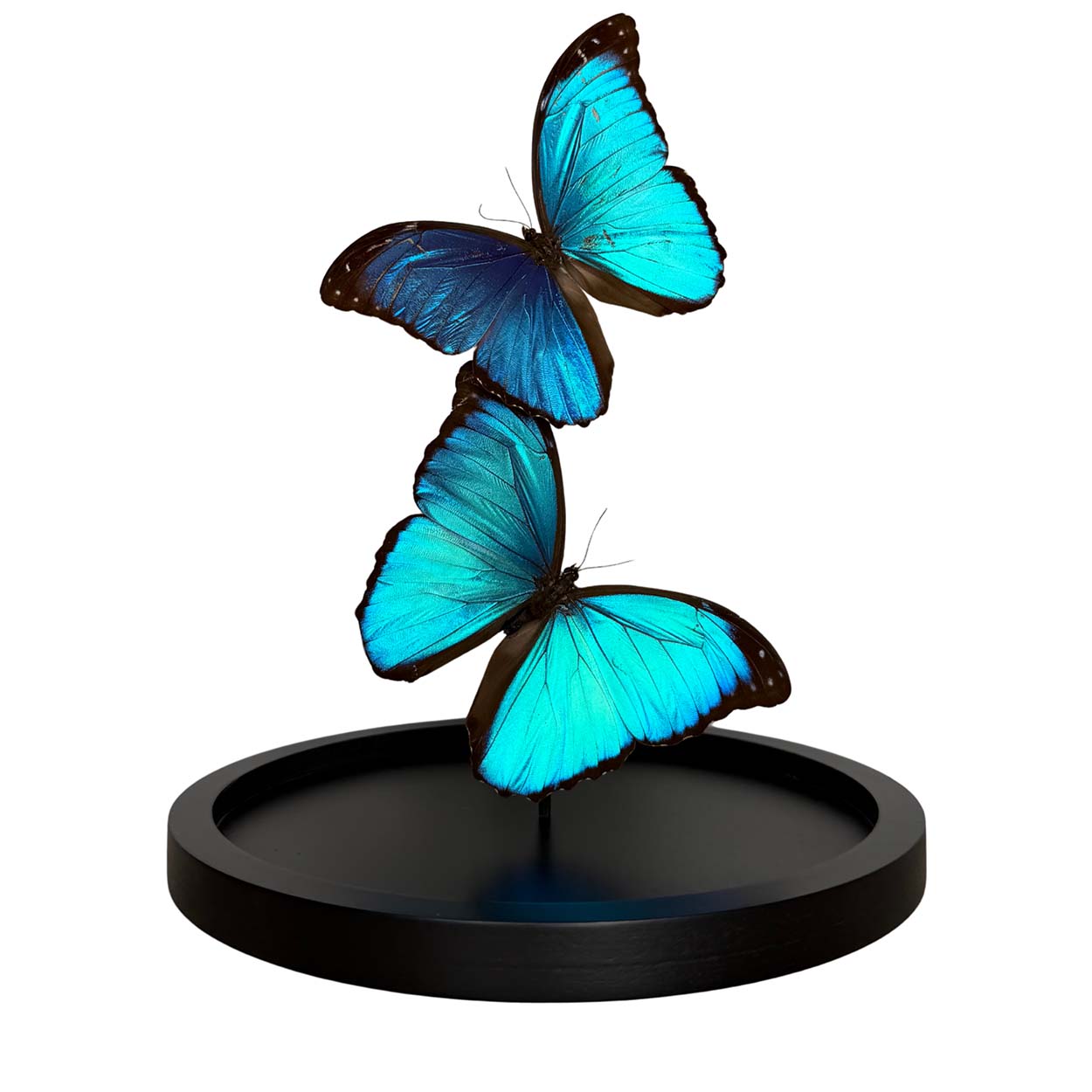 Azure Dreams - Morpho menelaus - 29,5 x 23cm