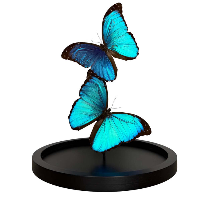 Azure Dreams - Morpho menelaus - 29,5 x 23cm