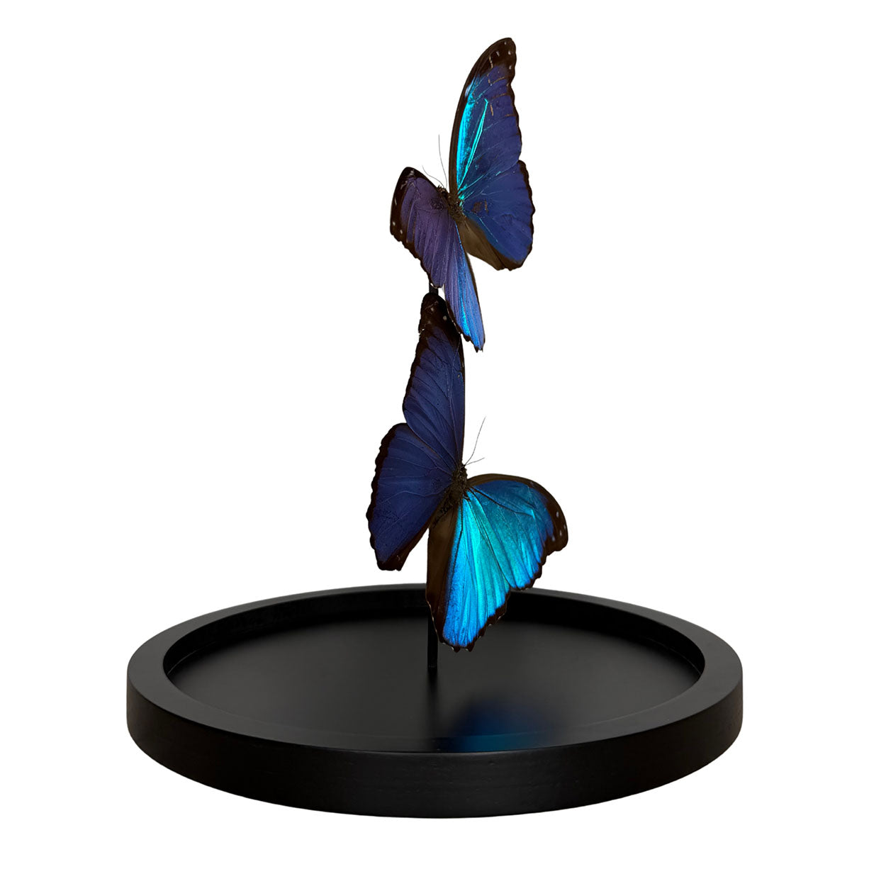 Azure Dreams - Morpho menelaus - 29,5 x 23cm