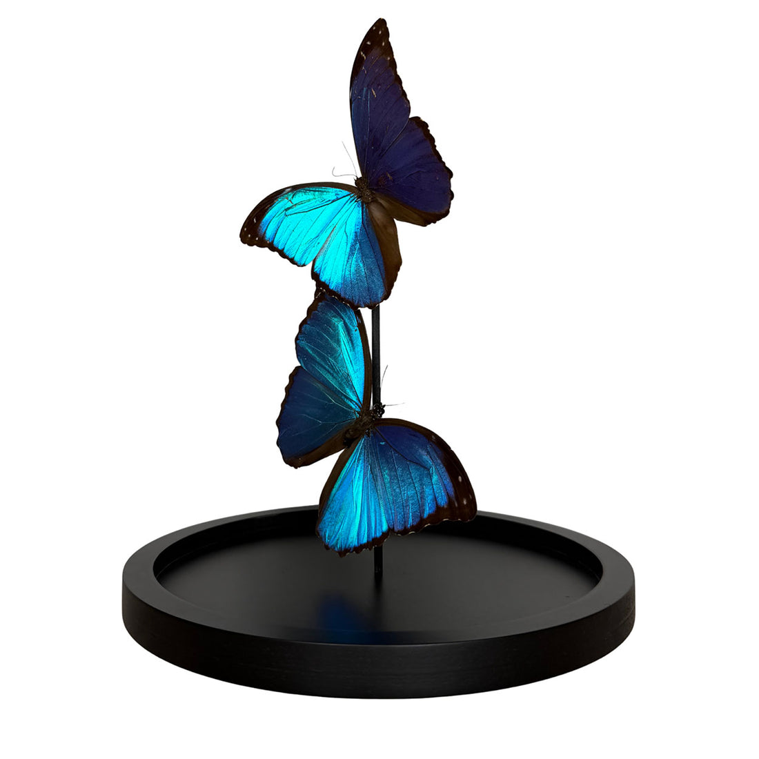 Azure Dreams - Morpho menelaus - 29,5 x 23cm