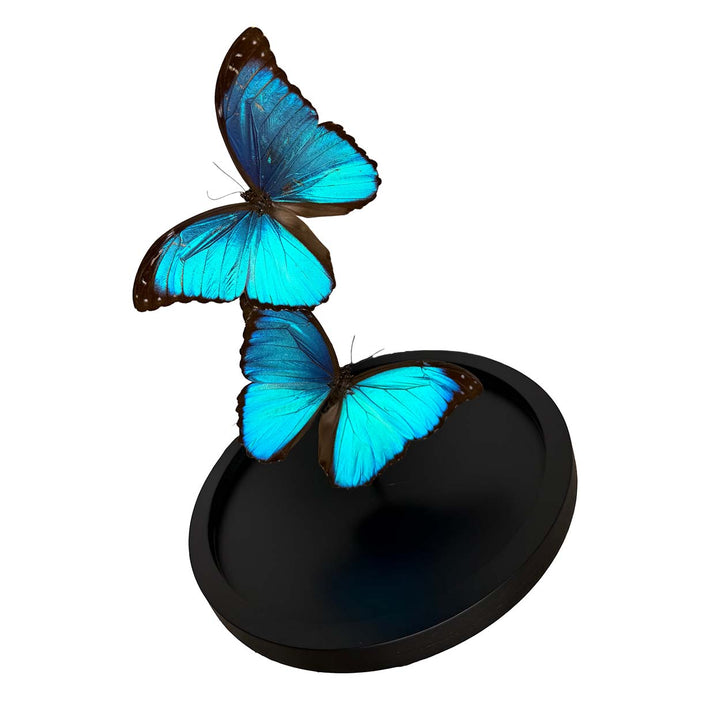 Azure Dreams - Morpho menelaus - 29,5 x 23cm