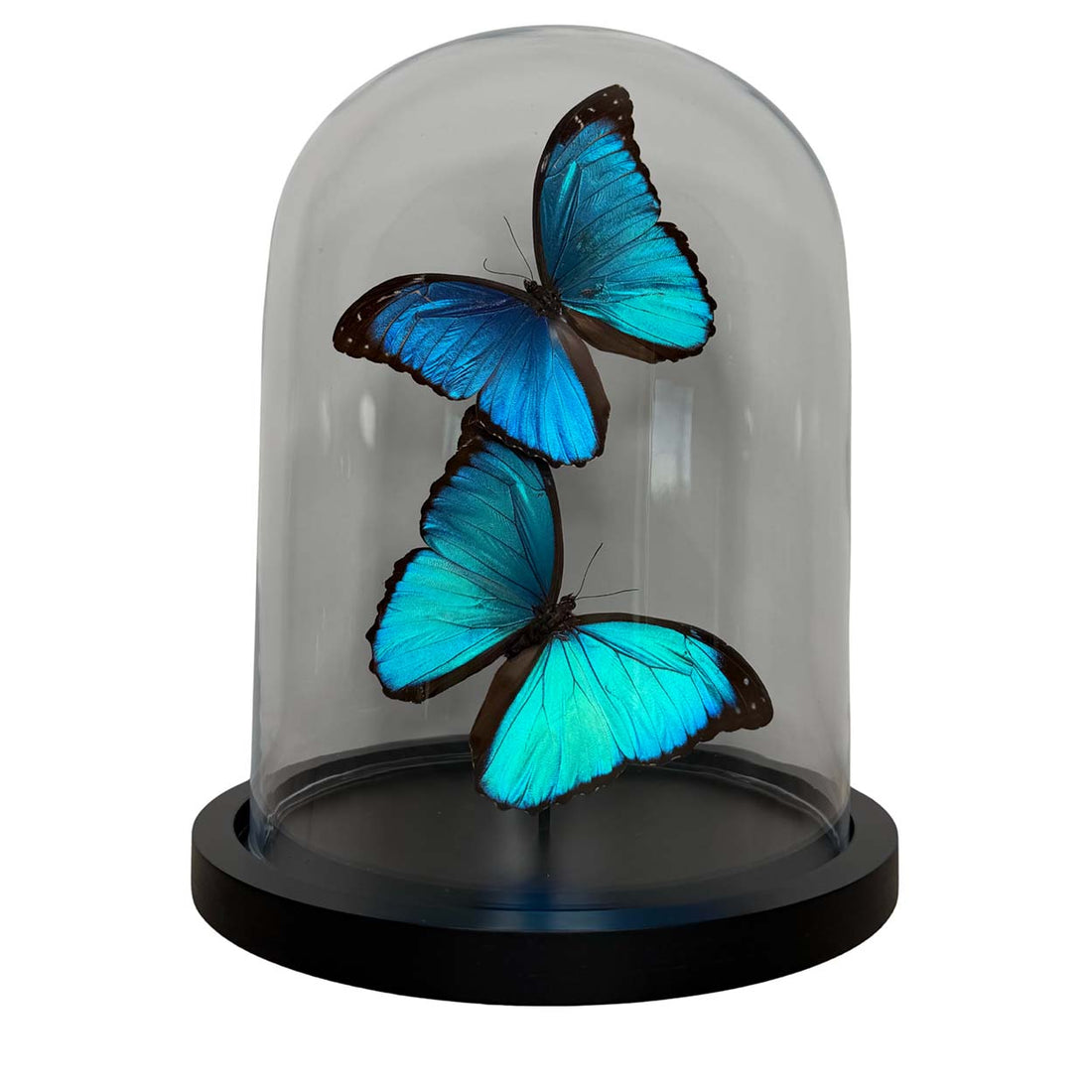 Azure Dreams - Morpho menelaus - 29,5 x 23cm
