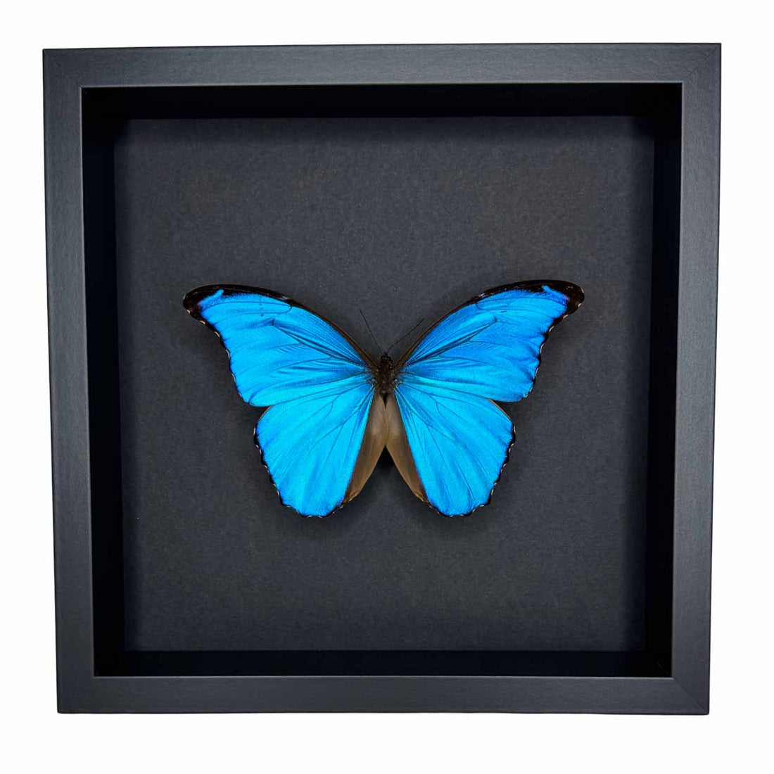 Morpho Didius - 25 x 25cm