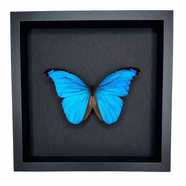 Morpho Didius - 25 x 25cm