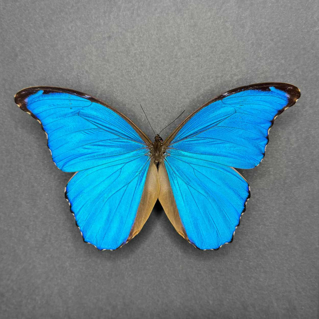 Morpho Didius - 25 x 25cm