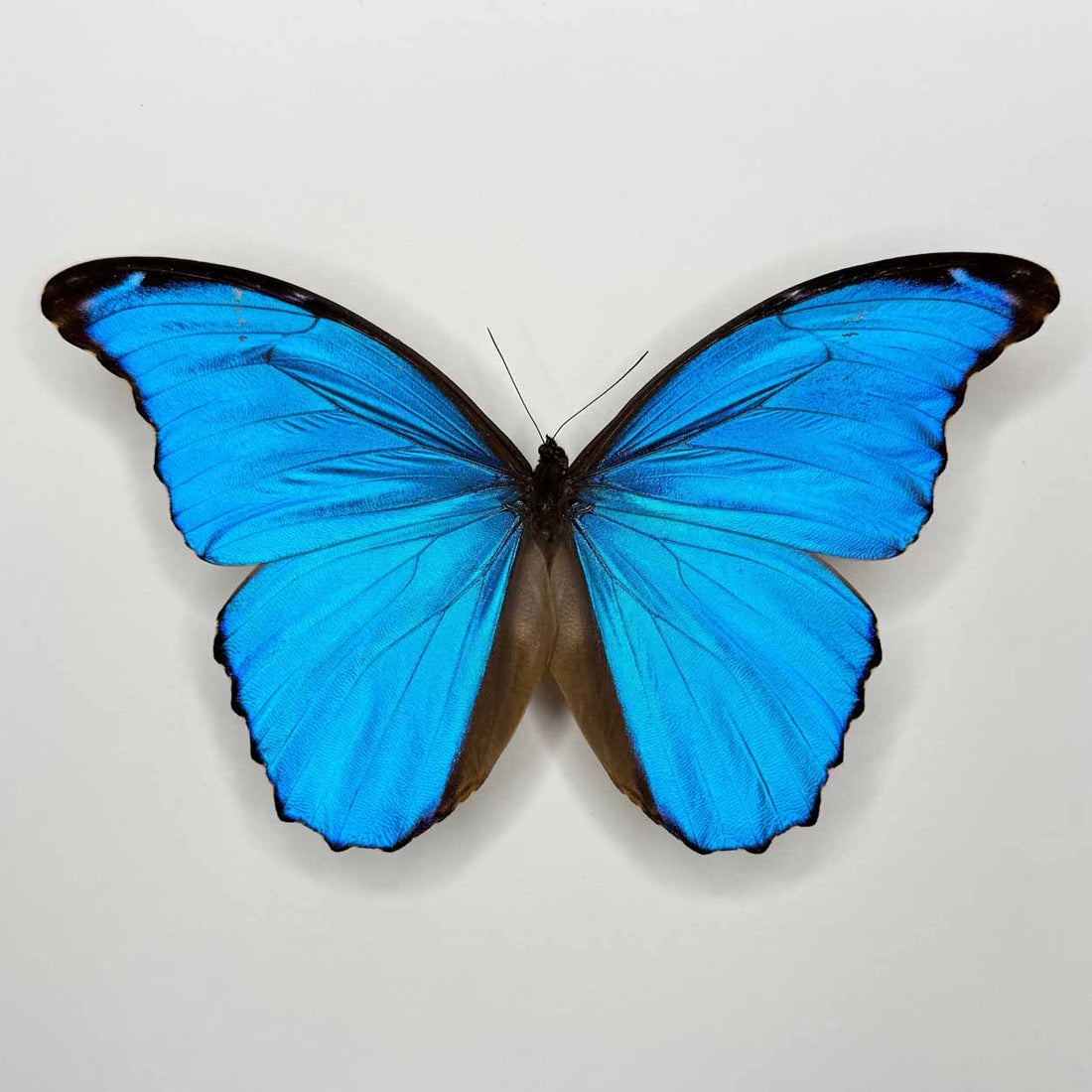 Morpho Didius - 25 x 25cm