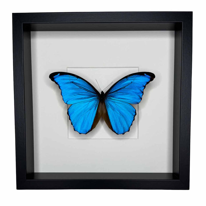 Morpho Didius - 25 x 25cm